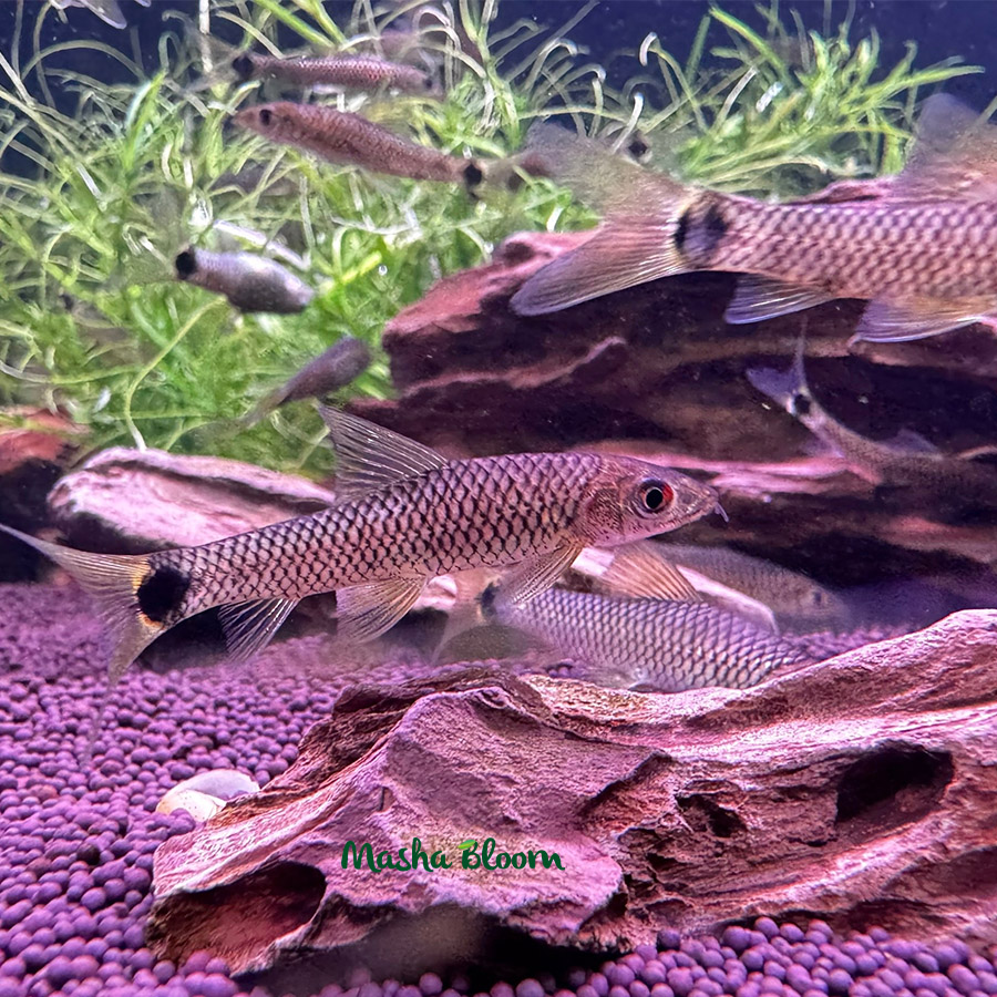 КРОССОХЕЙЛУС СЕТЧАТЫЙ (Crossocheilus reticulatus)