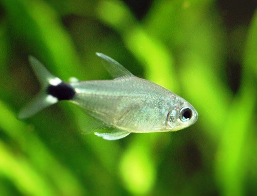 Тетра Элахис (Hyphessobrycon elachys)
