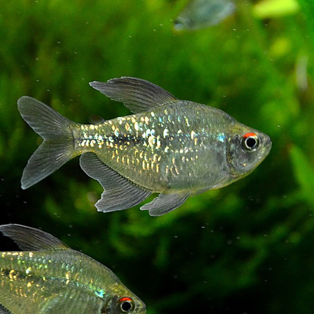 Тетра бриллиантовая (Moenkhausia pittieri)