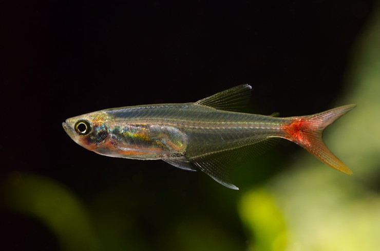 Тетра стеклянная (Prionobrama filigera)
