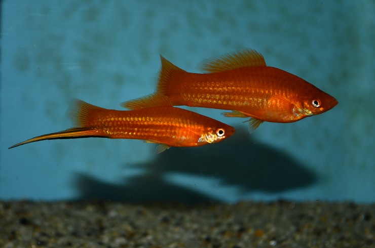 Меченосец красный (Xiphophorus hellerii var Red)
