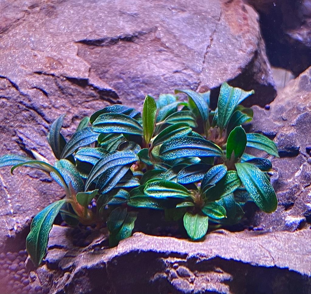 БУЦЕФАЛАНДРА БОЯН МИНИ НЭРОУ (Boyan mini narrow) на лаве