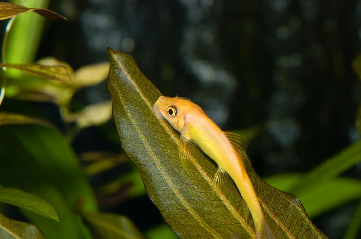 Гиринохейлус золотистый (Gyrinocheilus aymonieri)