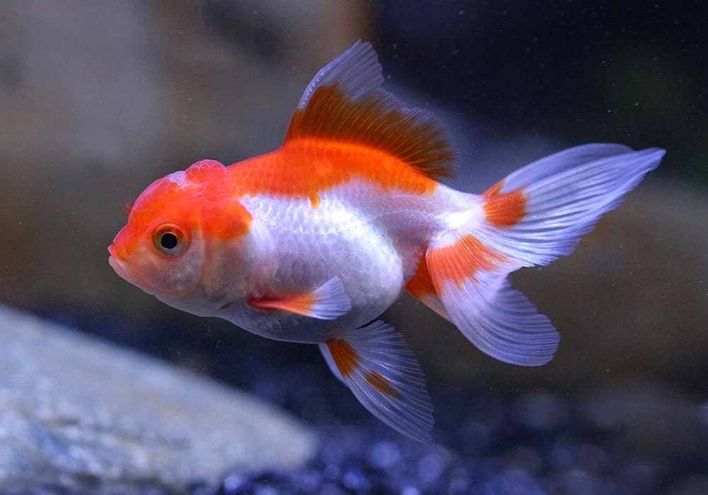 Оранда красно-белая (Carassium auratus)