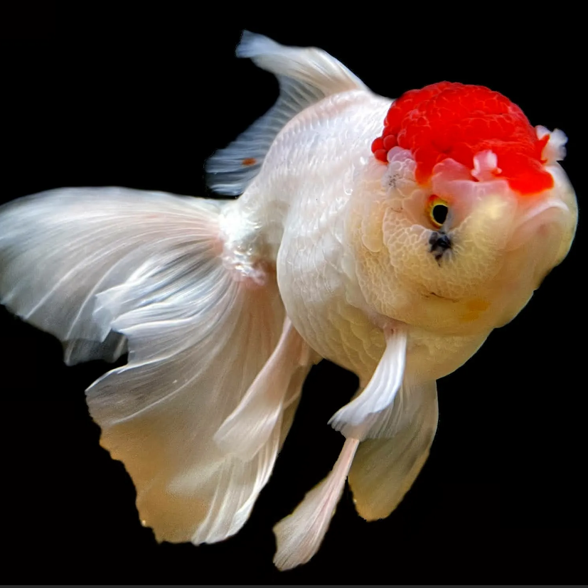 Оранда Красная шапочка (Carassius gibelio forma auratus)