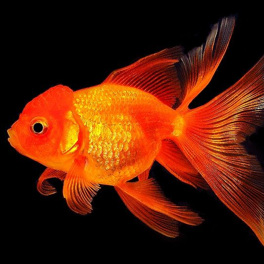 Оранда красная