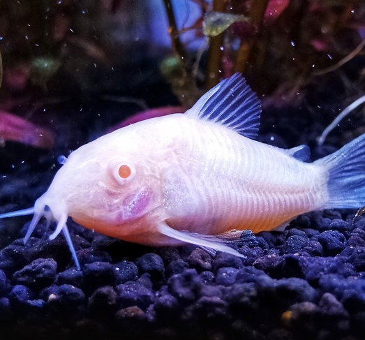 Коридорас альбинос (Corydoras paleatus)