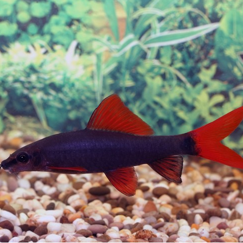 Лабео цветные ассорти (Epalzeorhynchos)