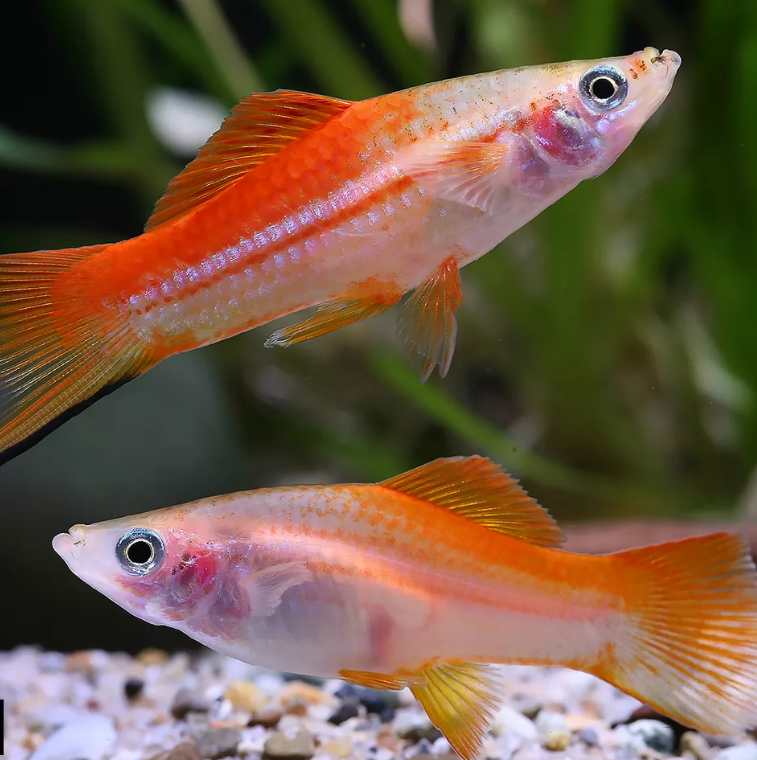 Меченосец (Xiphophorus hellerii) ассорти