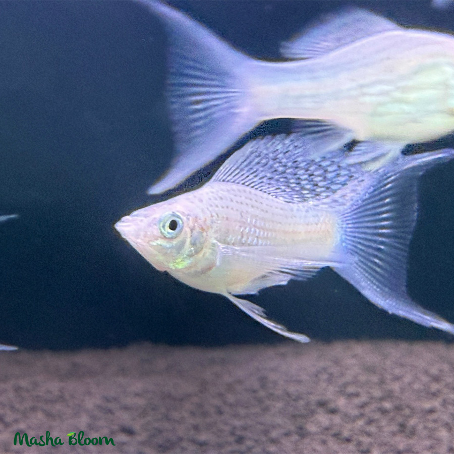 Моллинезия серебряная (Poecilia sphenops var. Snowflake)
