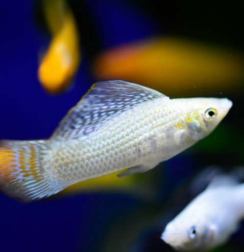 Моллинезия серебряная (Poecilia sphenops var. Snowflake)
