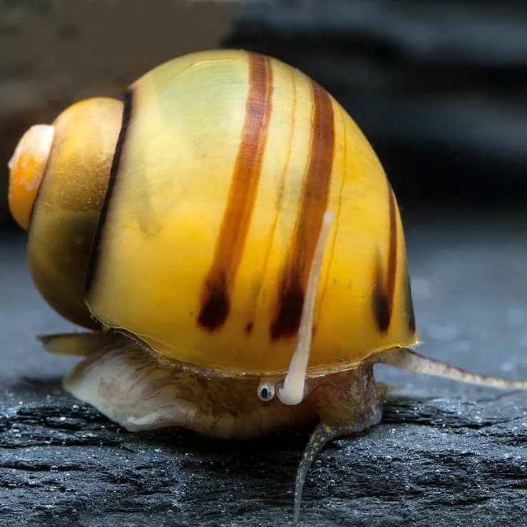 Улитка спикси / эльф (Asolene Spixi)