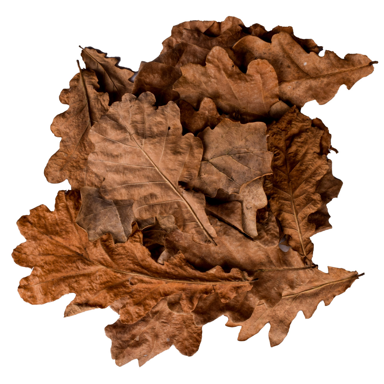 Листья дуба