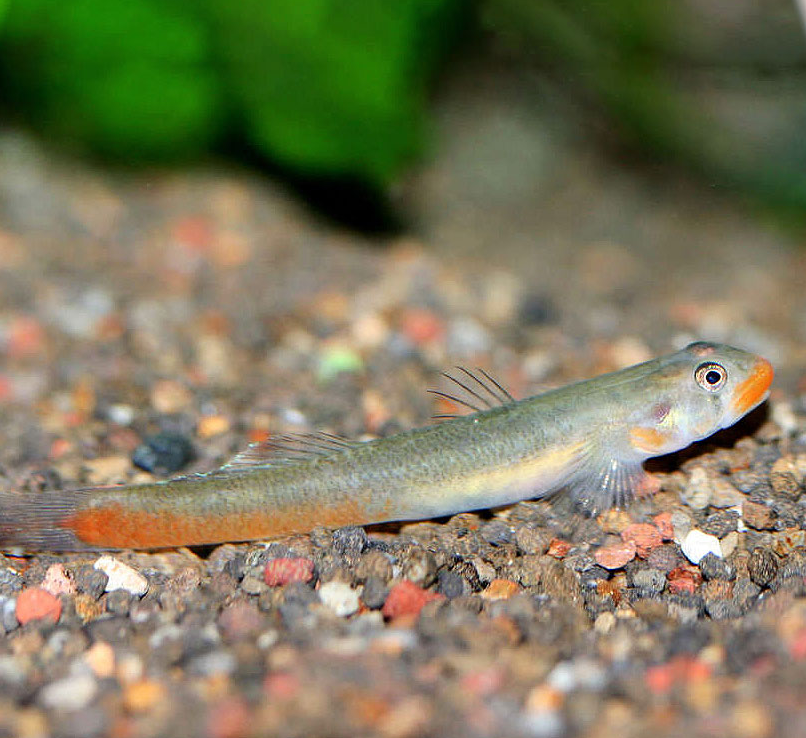 Бычок оранжевогубый (Sicyopus rubicundus)