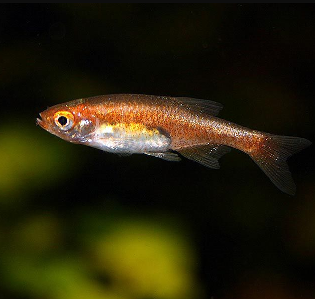 Микрорасбора рубесценс (Microrasbora rubescens)