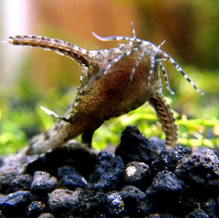 Сомик-якорёк / Хара джердон (Hara Jerdon)