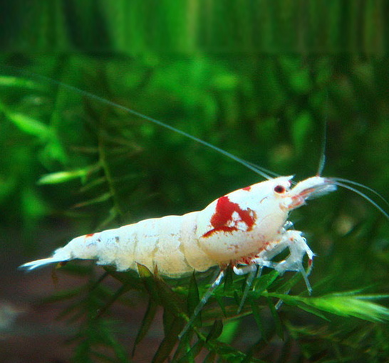 Креветка Красный Кристалл высокого класса (Caridina Cantonensis)