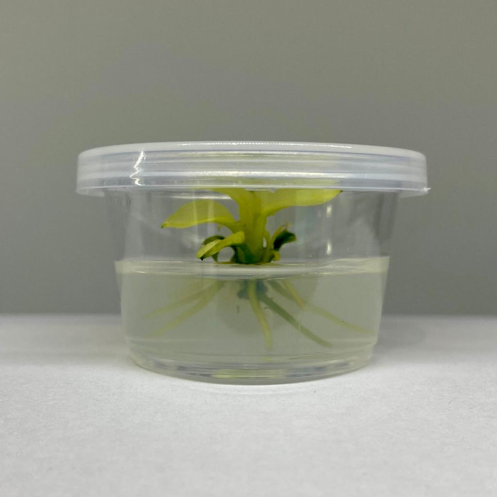 Меристема Анубиас нана «Пинто» (Anubias barteri var. nana «Pinto») ⌀30 мм