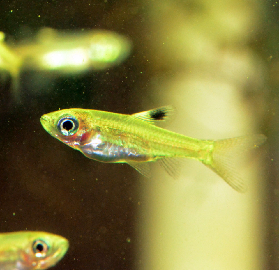 Расбора пятнистоспинная (Brevibora dorsiocellata)