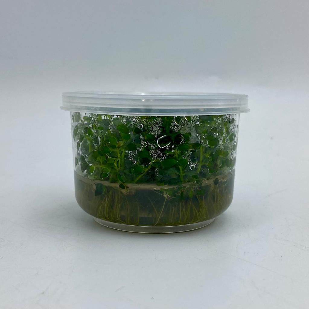 Меристема Ротала ротундифолия / круглолистная (Rotala rotundifolia) D70 мм