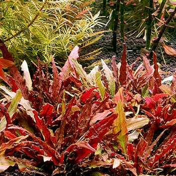 Криптокорина Альбида красная (Cryptocoryne albida red)