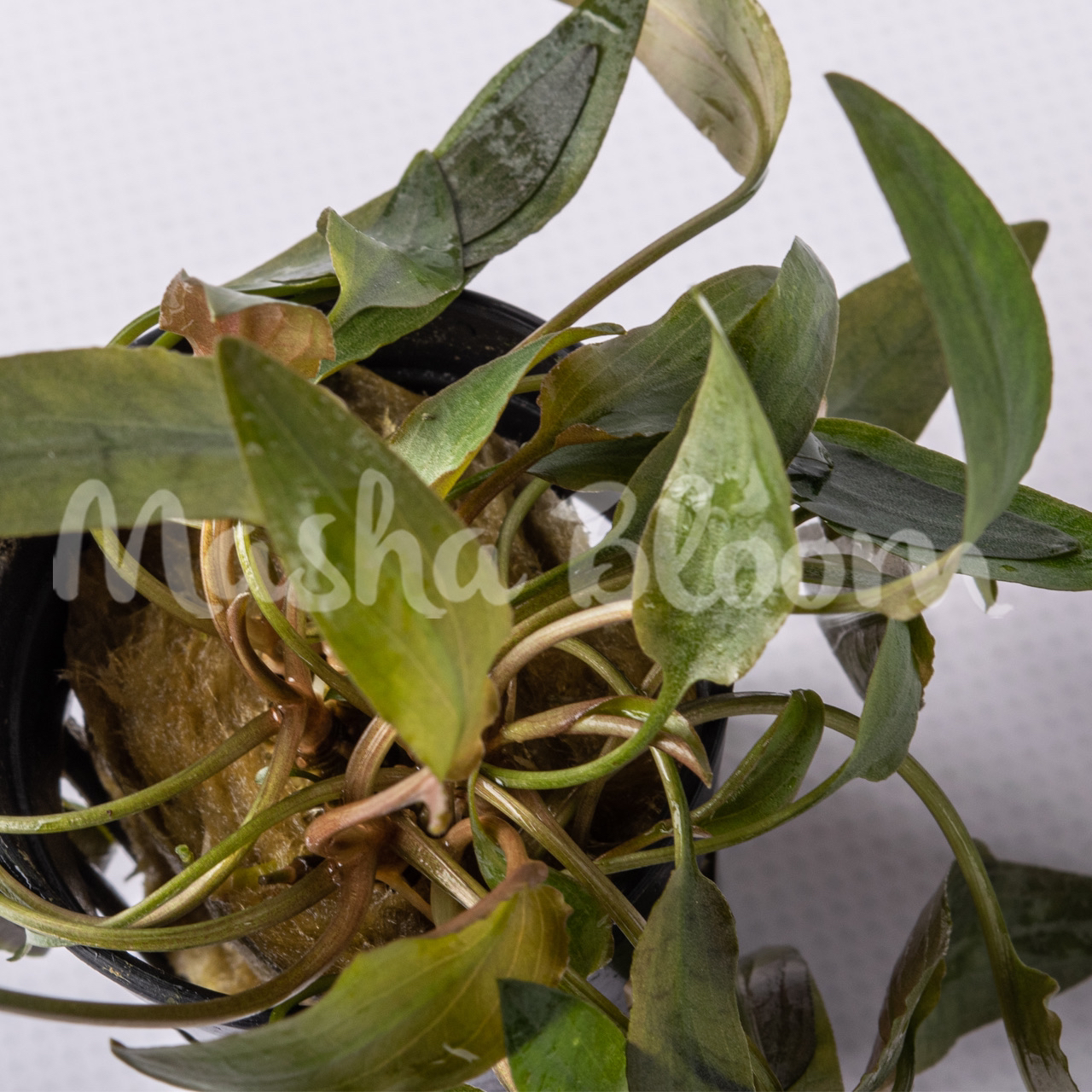 Криптокорина беккета (Cryptocoryne becketii) в горшке