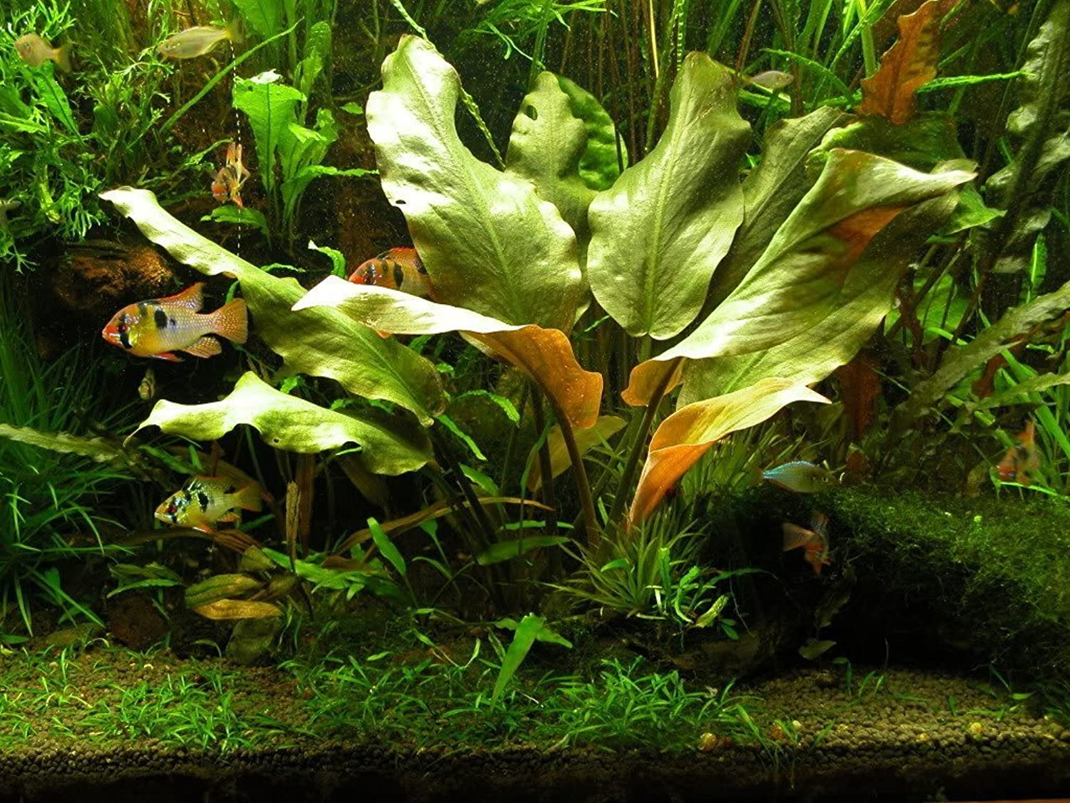Криптокорина бласса (Cryptocoryne blassii)