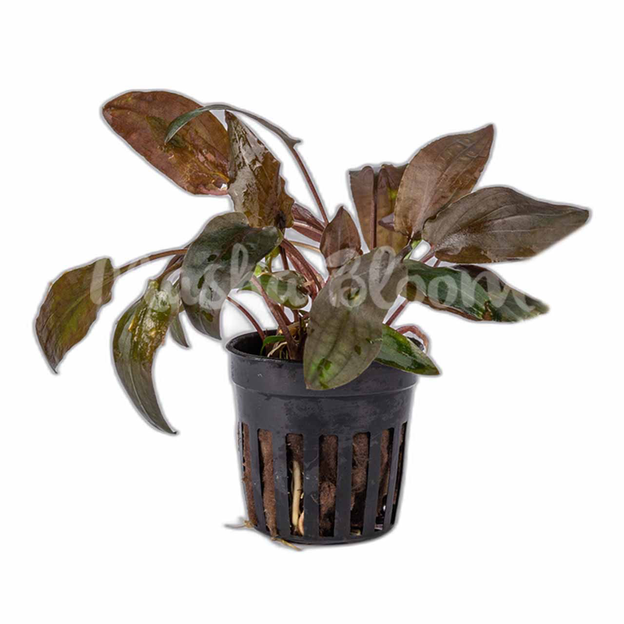 Криптокорина Валкера (Cryptocoryne walkeri) в горшке