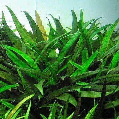 Криптокорина валлиха (Cryptocoryne wallisii) в горшке