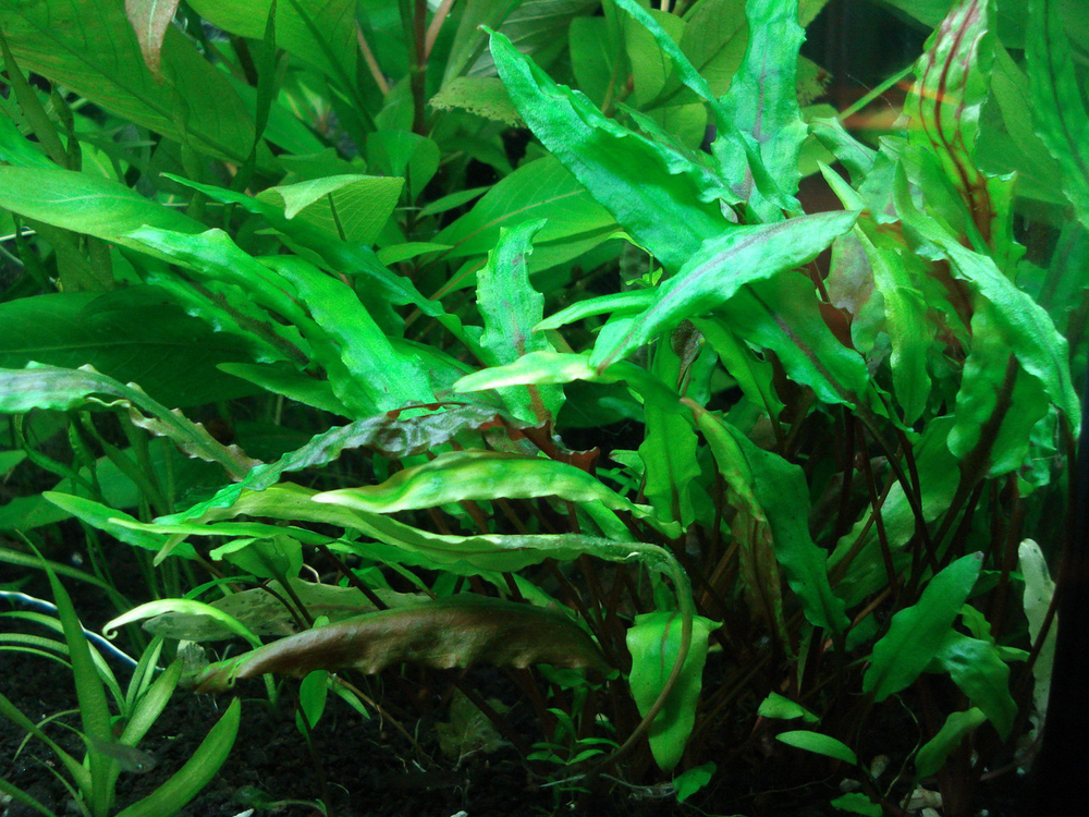 Криптокорина Вендта Зелёная (Cryptocoryne wendtii Green) в горшке