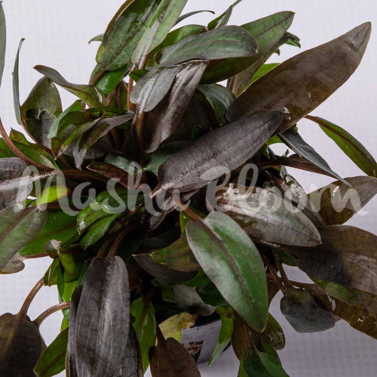 Криптокорина Вендта тропика (Cryptocoryne Wendtii Tropica) в горшке