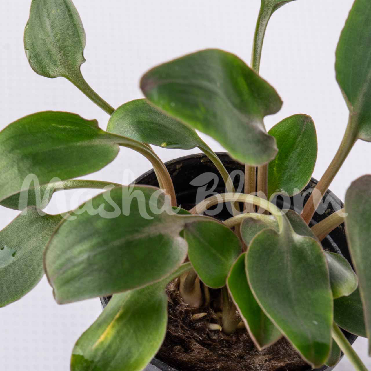 Криптокорина волнистая / ундулата (Cryptocoryne undulata) в горшке