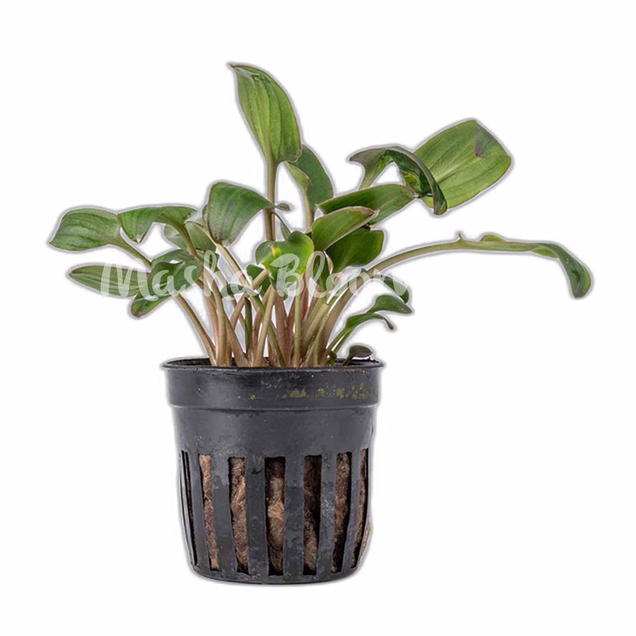 Криптокорина волнистая / ундулата (Cryptocoryne undulata) в горшке