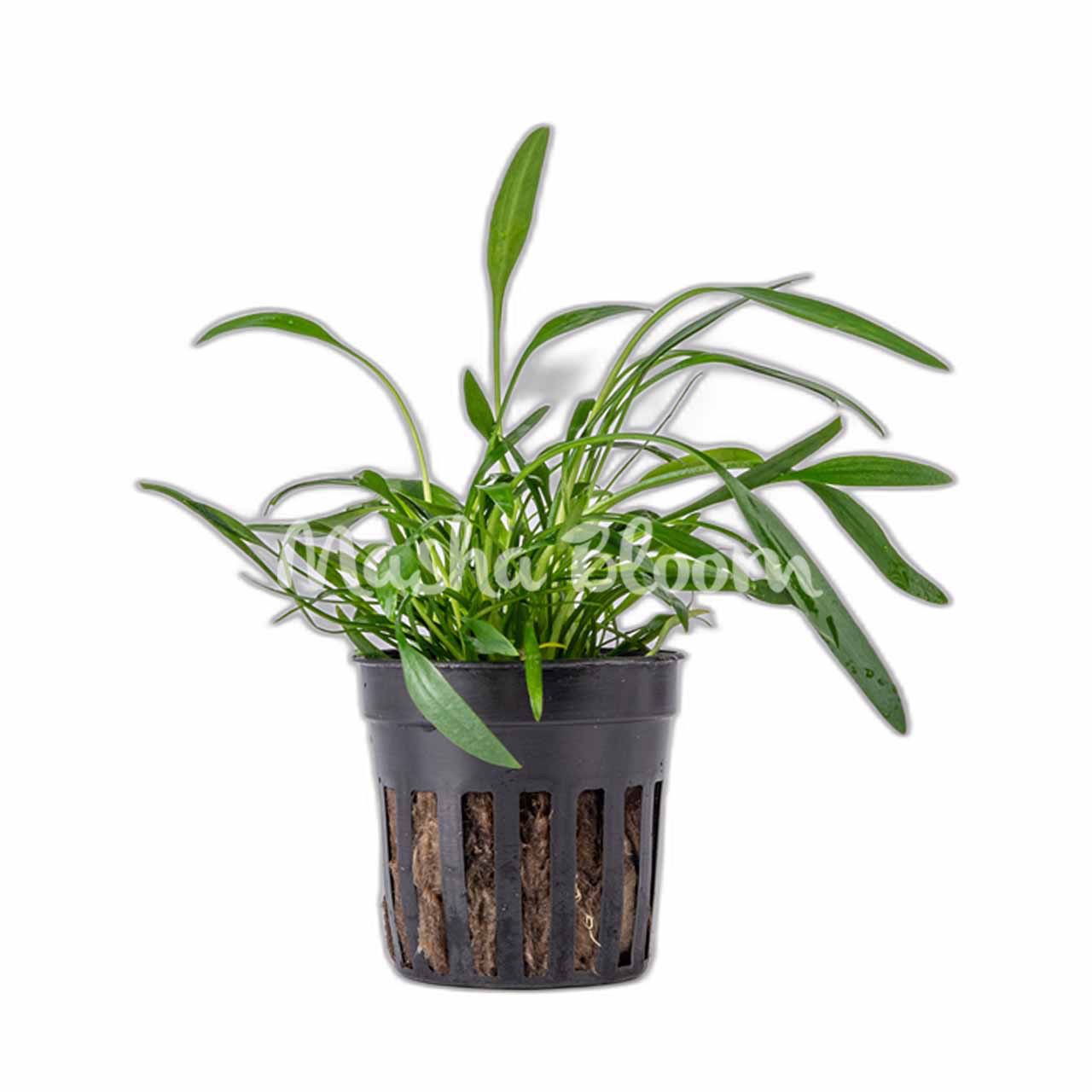 Криптокорина люценс / блестящая (Cryptocoryne lucens) в горшке