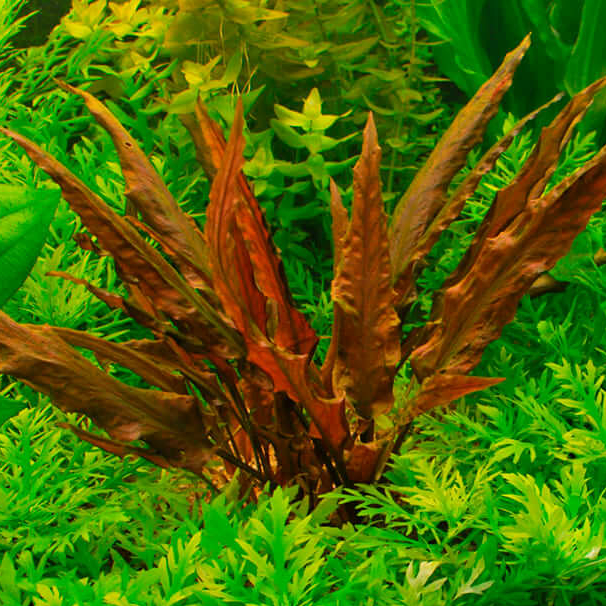 Криптокорина Ми Ойя (Cryptocoryne wendtii Mi Oya) в горшке