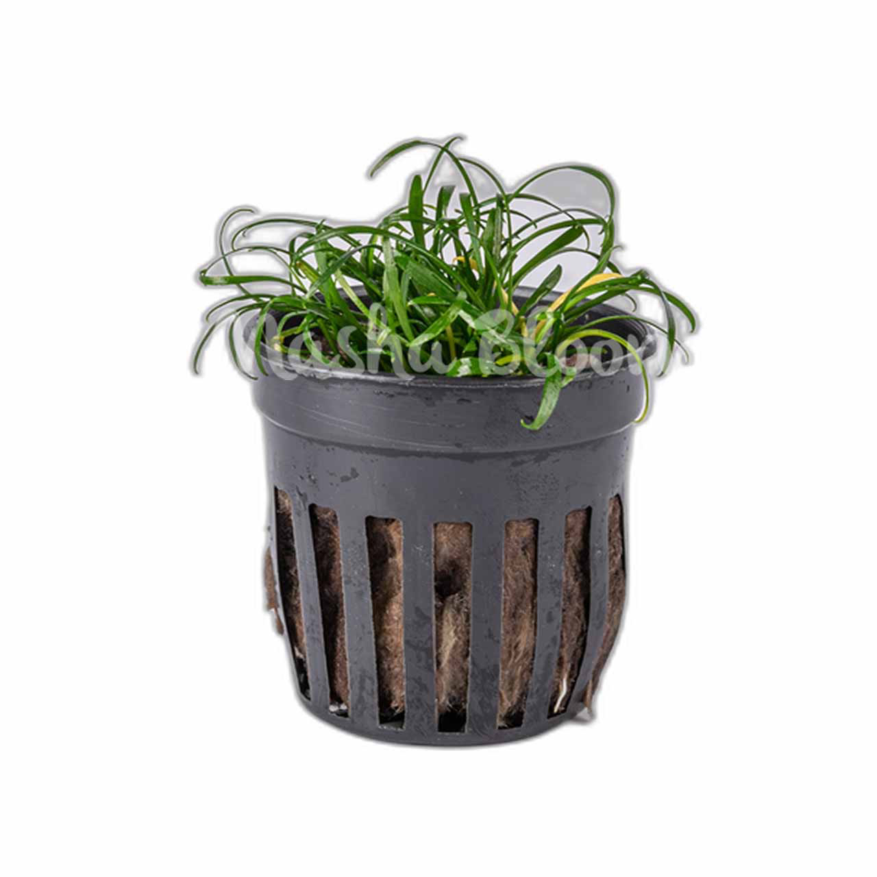 Криптокорина парва (Cryptocoryne parva) в горшке