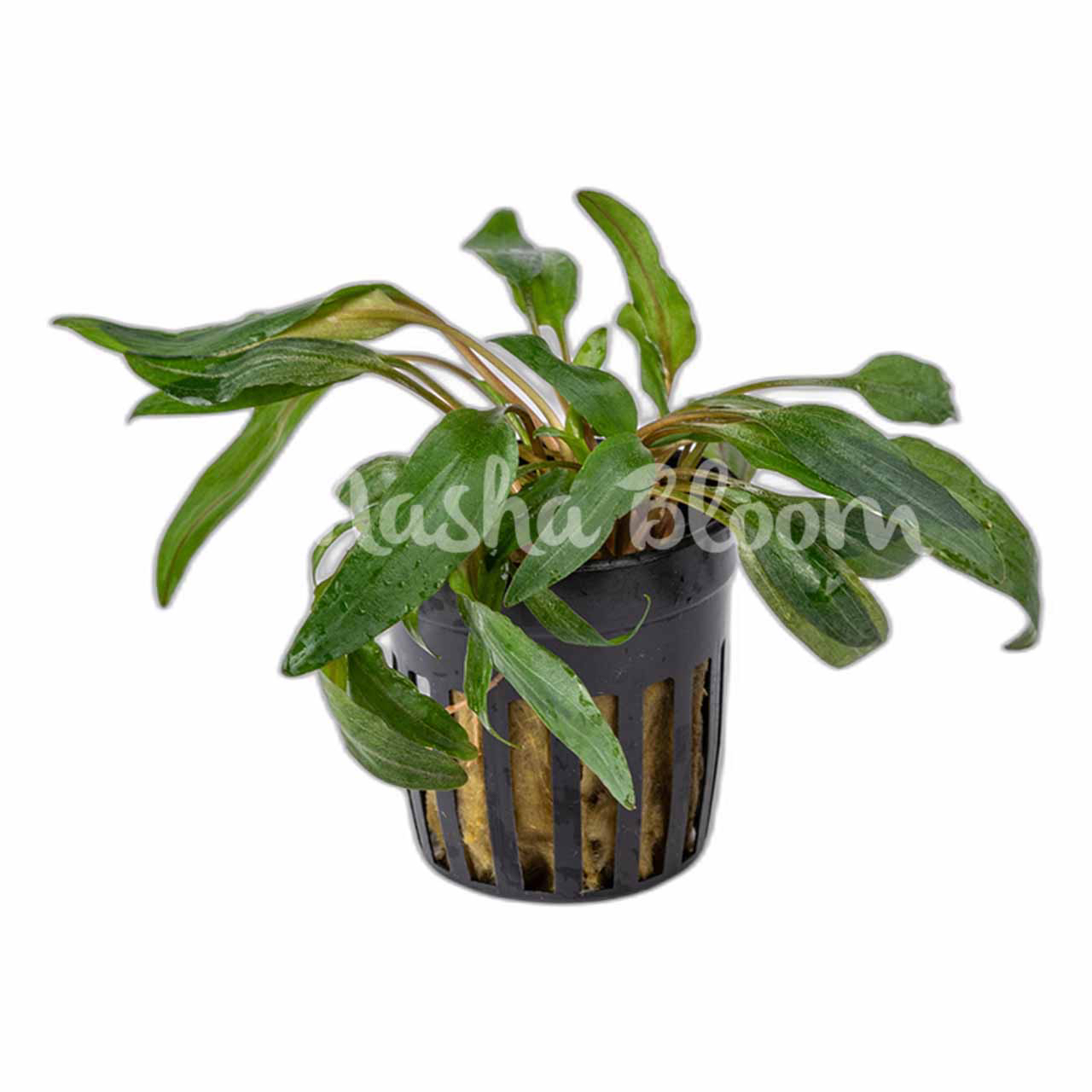 Криптокорина Петча (Cryptocoryne petchii) в горшке