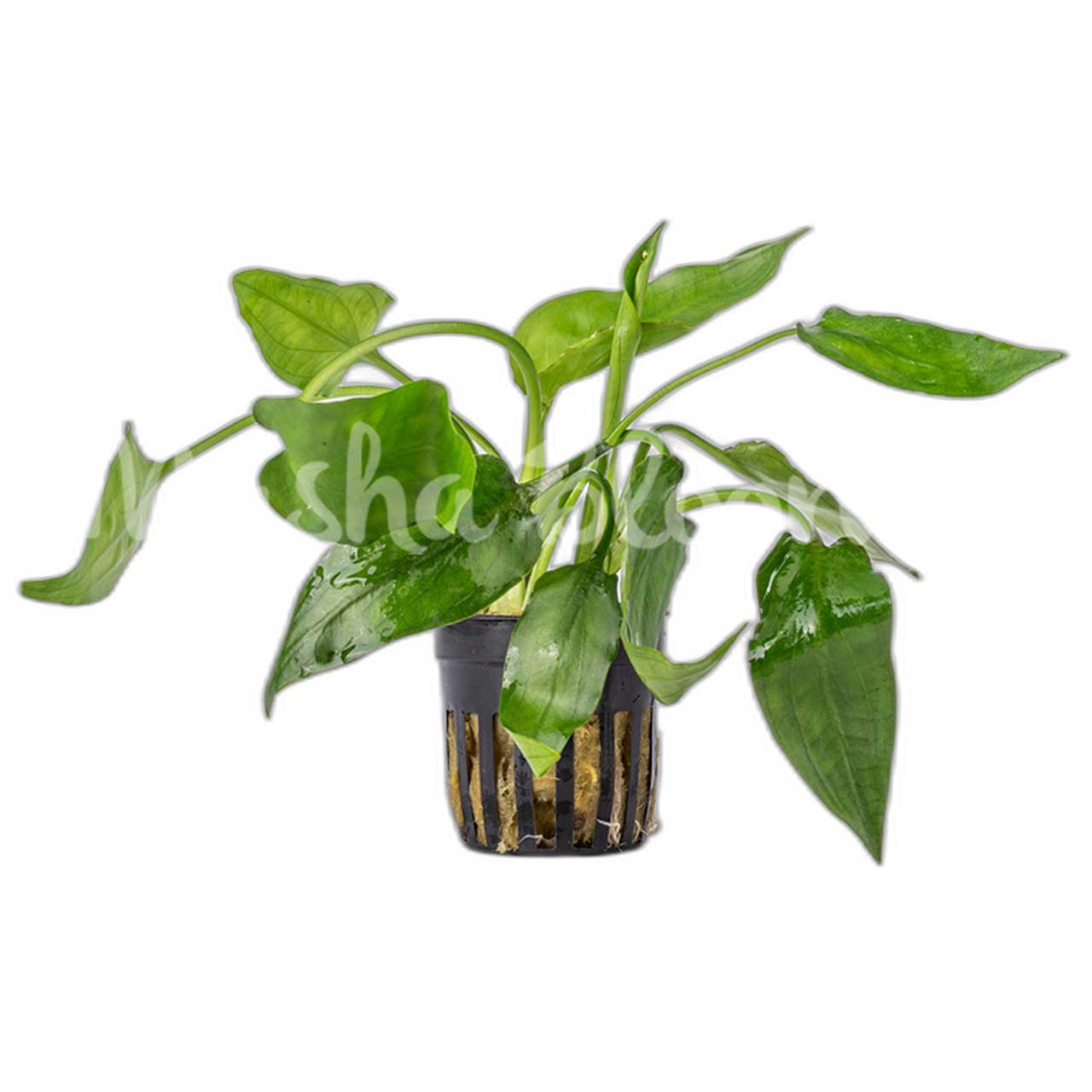 Криптокорина понтедериеволистная (Cryptocoryne pontederiifolia) в горшке