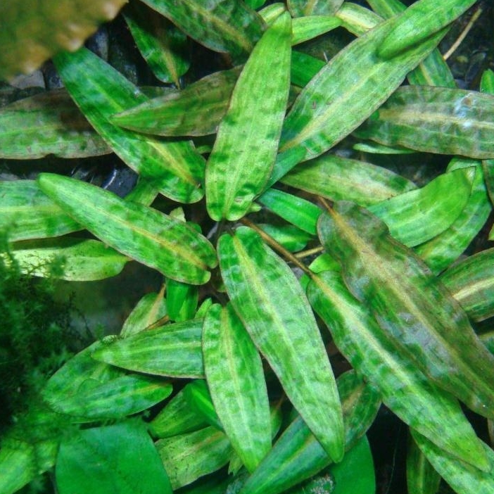 Криптокорина родственная / аффинис (Cryptocoryne Affinis)
