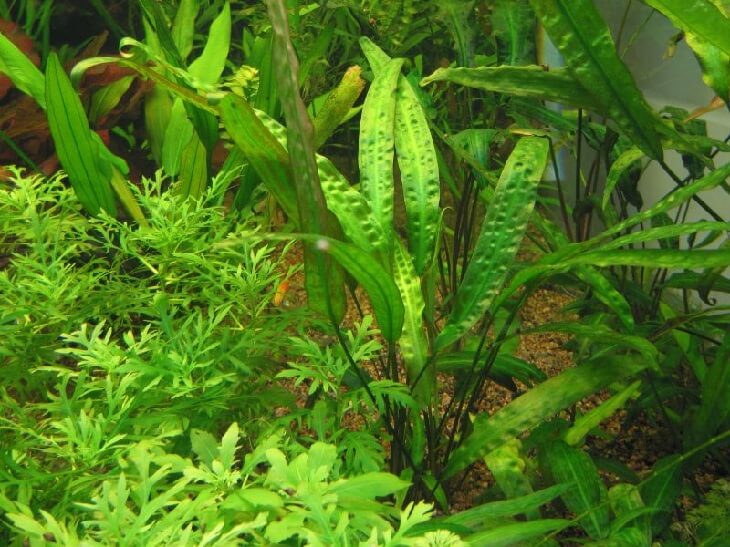 Криптокорина Устериана (Cryptocoryne usteriana) в горшке
