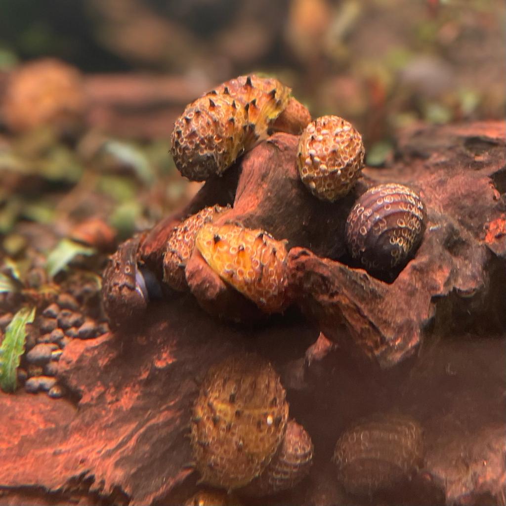 Улитка Ёжик королевский (Neretina Sp.)