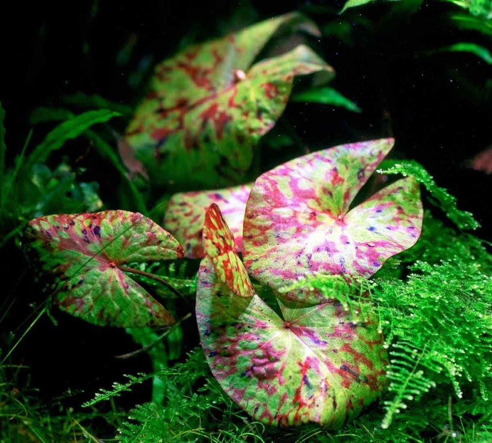 Нимфея микранта / живородящая (Nymphaea micrantha)