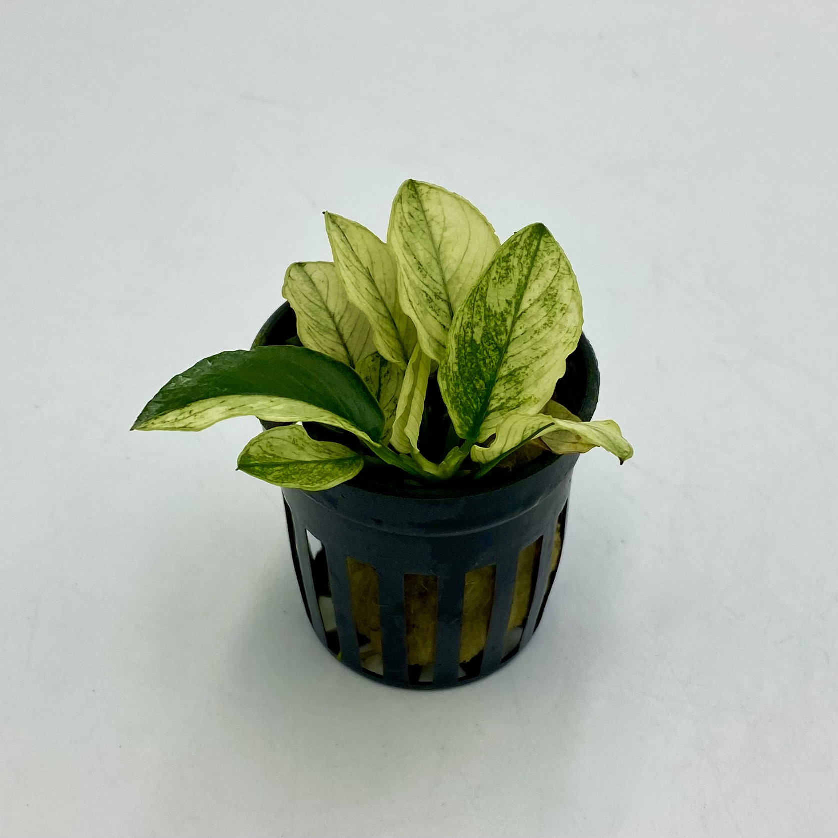 Анубиас нана «Пинто» (Anubias barteri var. nana «Pinto»)