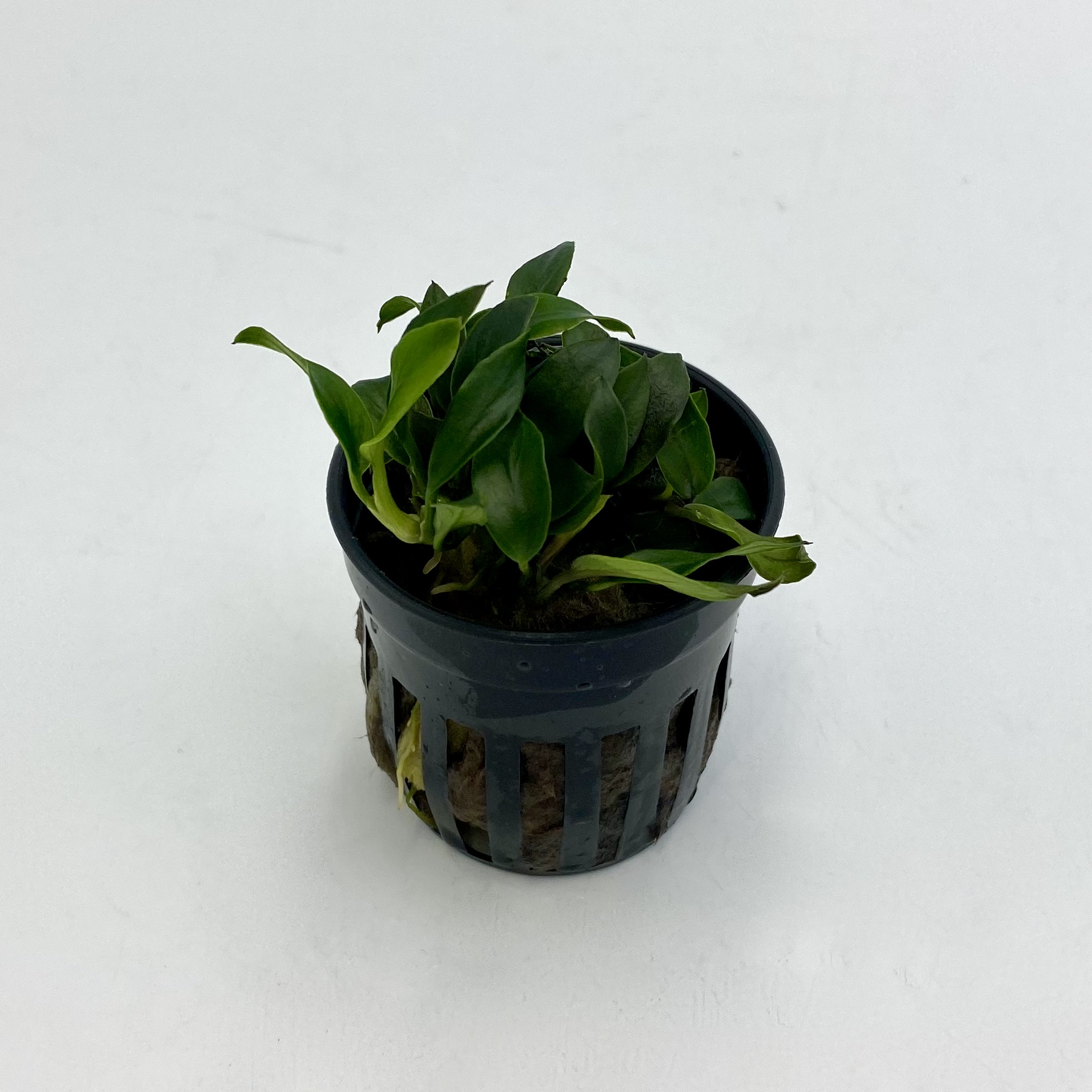 Анубиас Звезда джунглей (Anubias Jungle Star) в горшке