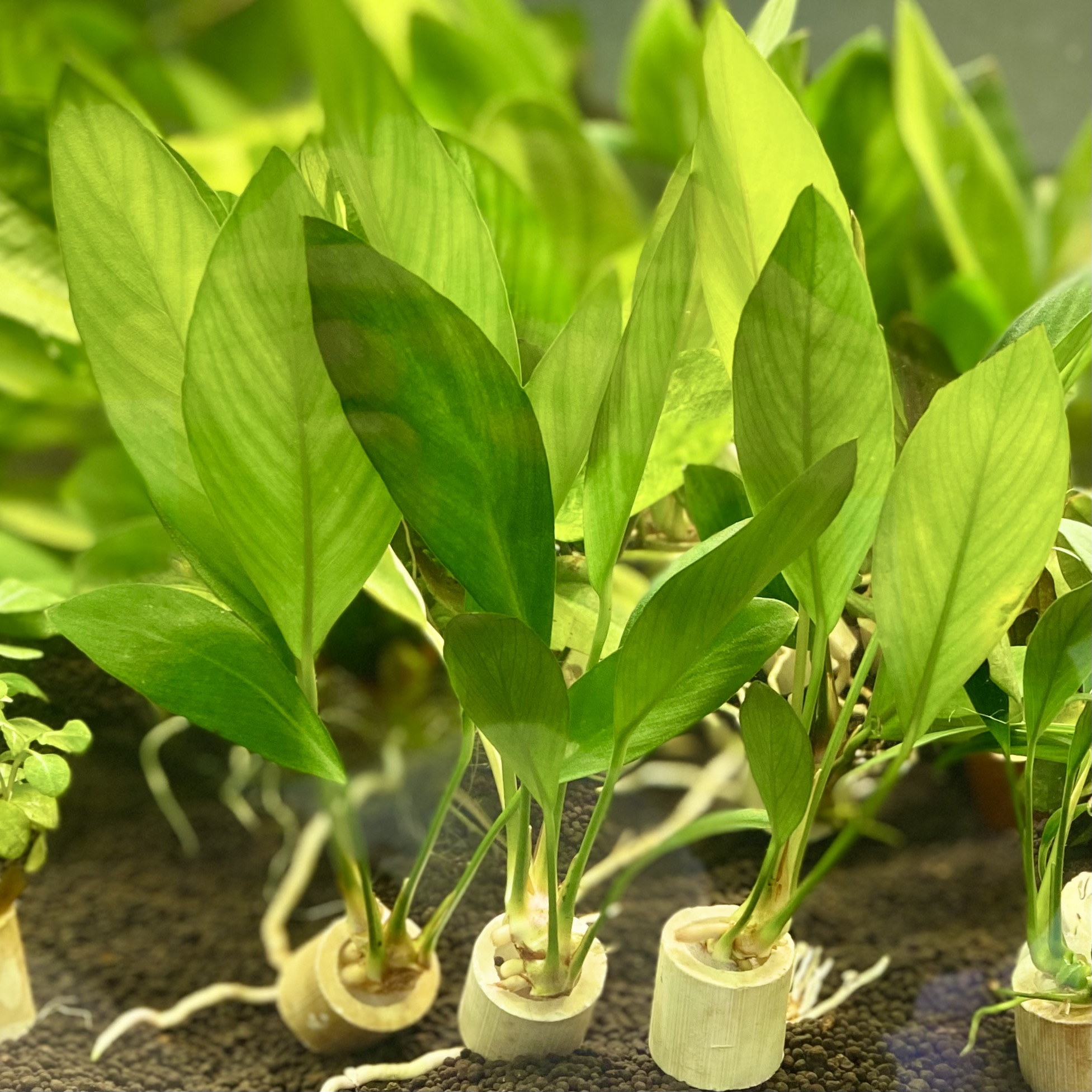 Анубиас конгензис широколистный (Anubias congensis Broad leaf)