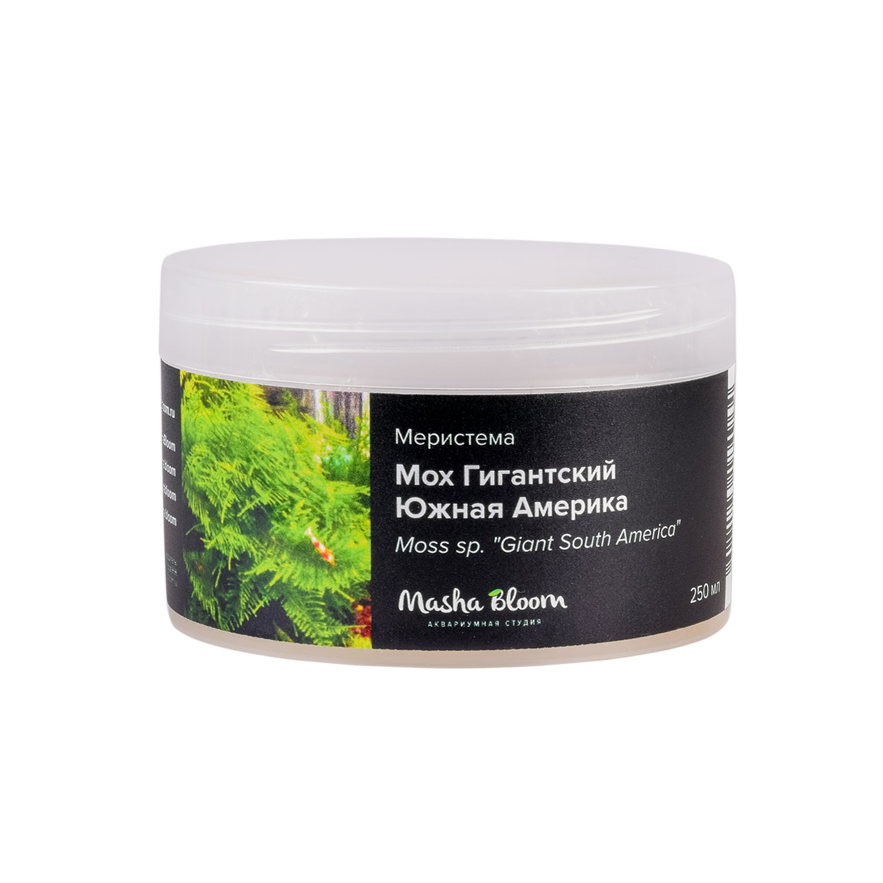 Меристема MASHA BLOOM Мох Гигантский Южная Америка (Moss sp. "Giant South America") D90 мм