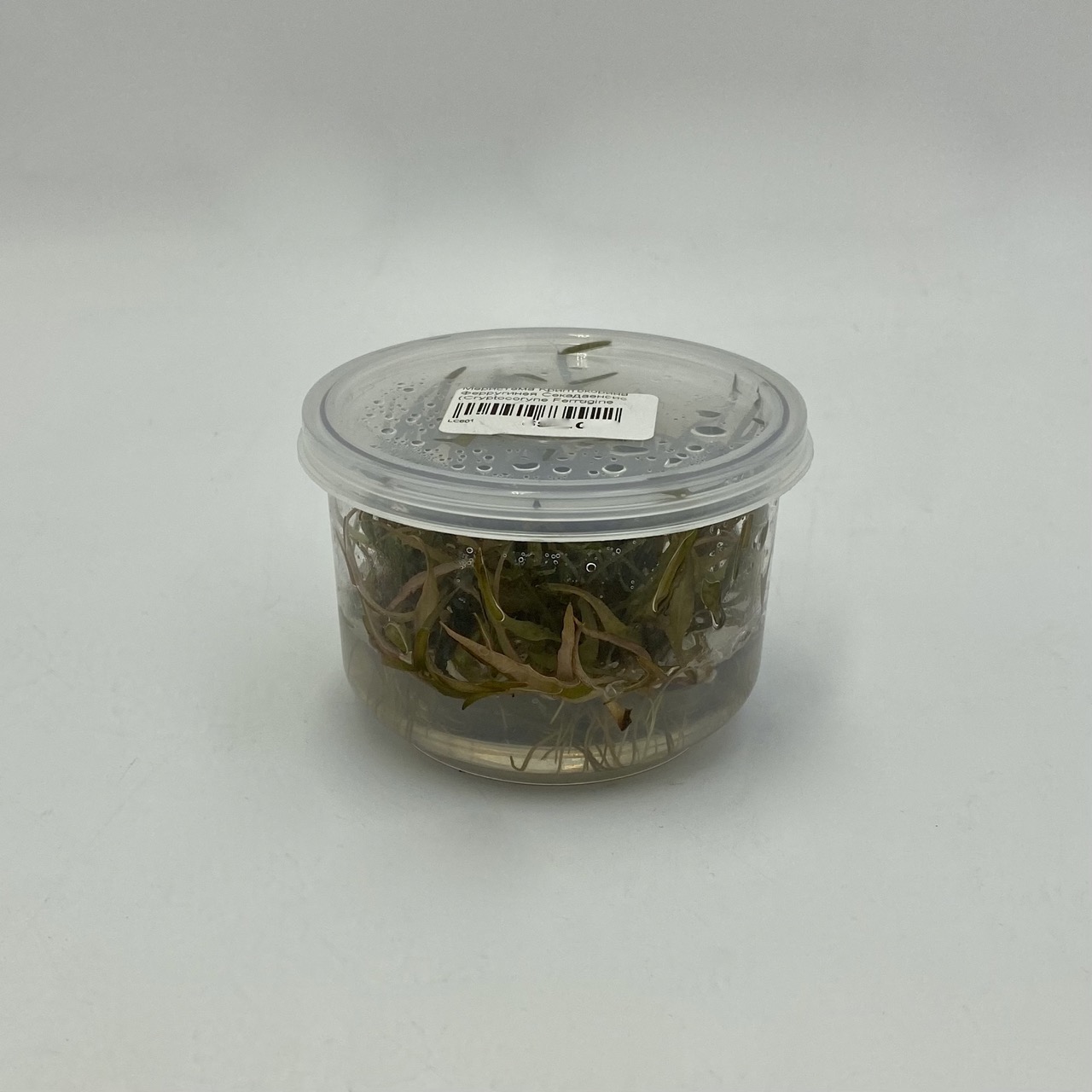 Меристема Криптокорина Ферругинея Секадаенсис (Cryptocoryne Ferruginea var. sekadauensis) D70 мм