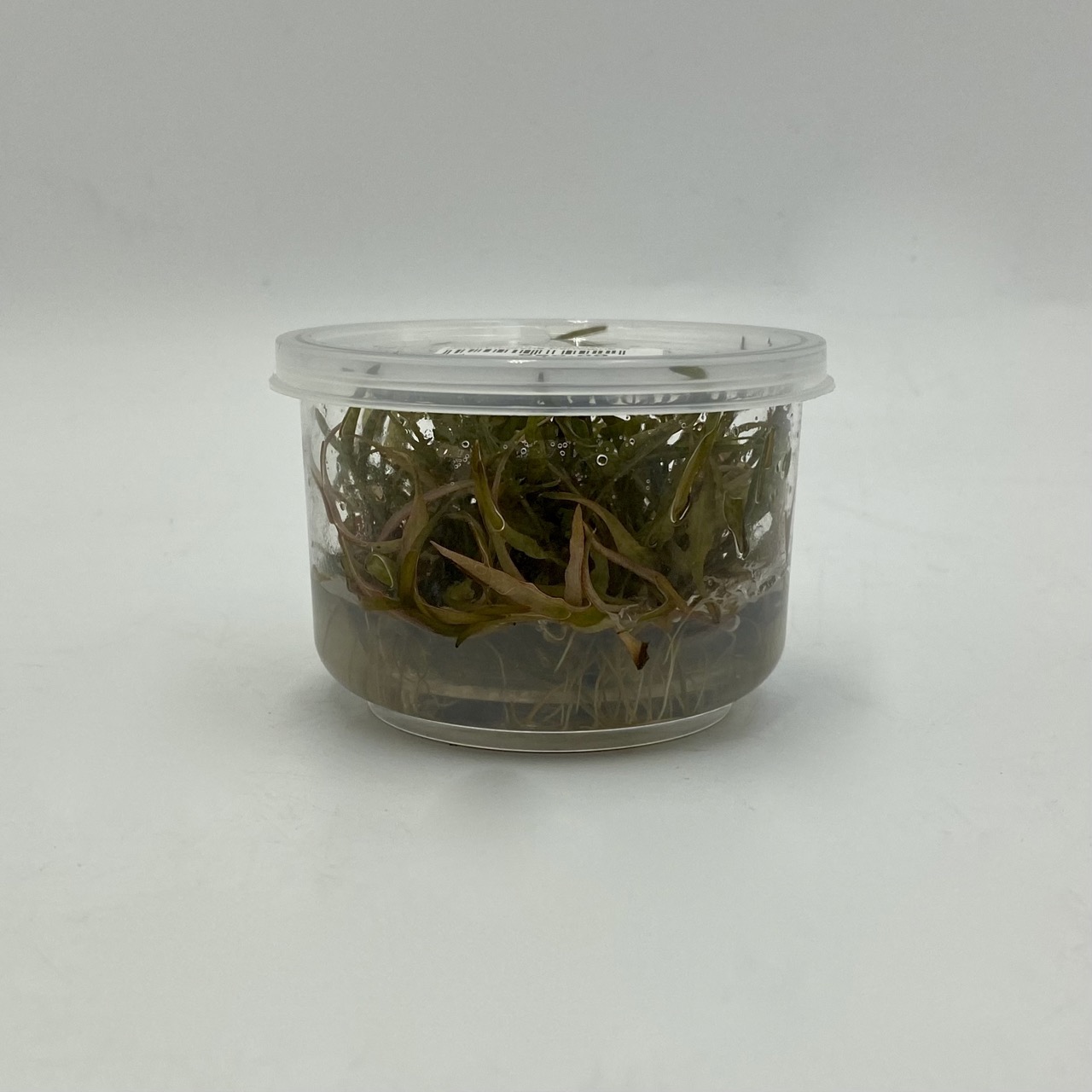 Меристема Криптокорина Ферругинея Секадаенсис (Cryptocoryne Ferruginea var. sekadauensis) D70 мм