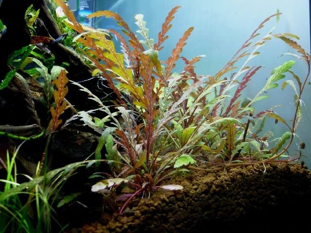 Гигрофила пиннатифида / перистонадрезанная (Hygrophila pinnatifida)