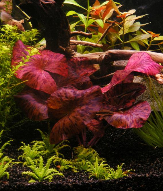 Нимфея красная (Nymphaea lotus Red)